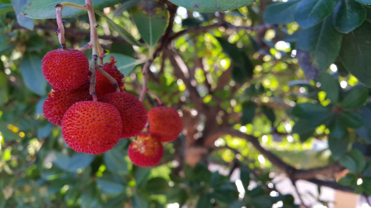 فيلا غرناطةفي El Jardin De La Abuela المظهر الخارجي الصورة