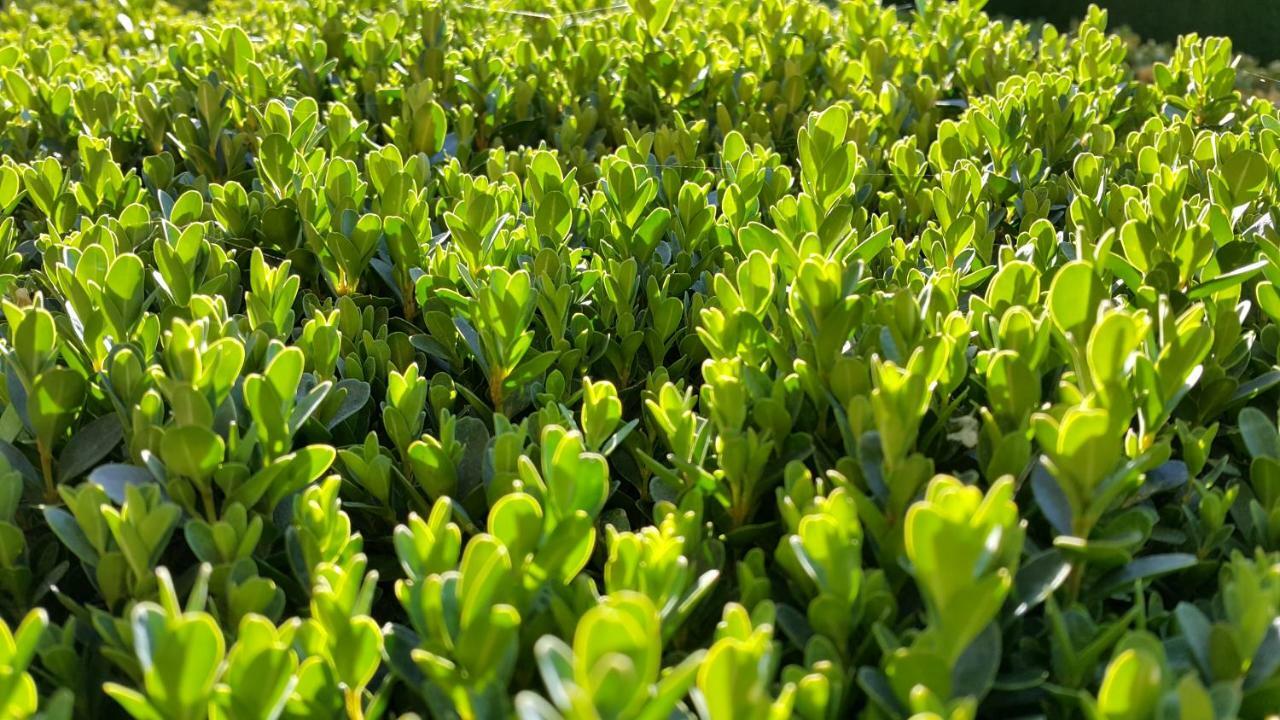 فيلا غرناطةفي El Jardin De La Abuela المظهر الخارجي الصورة