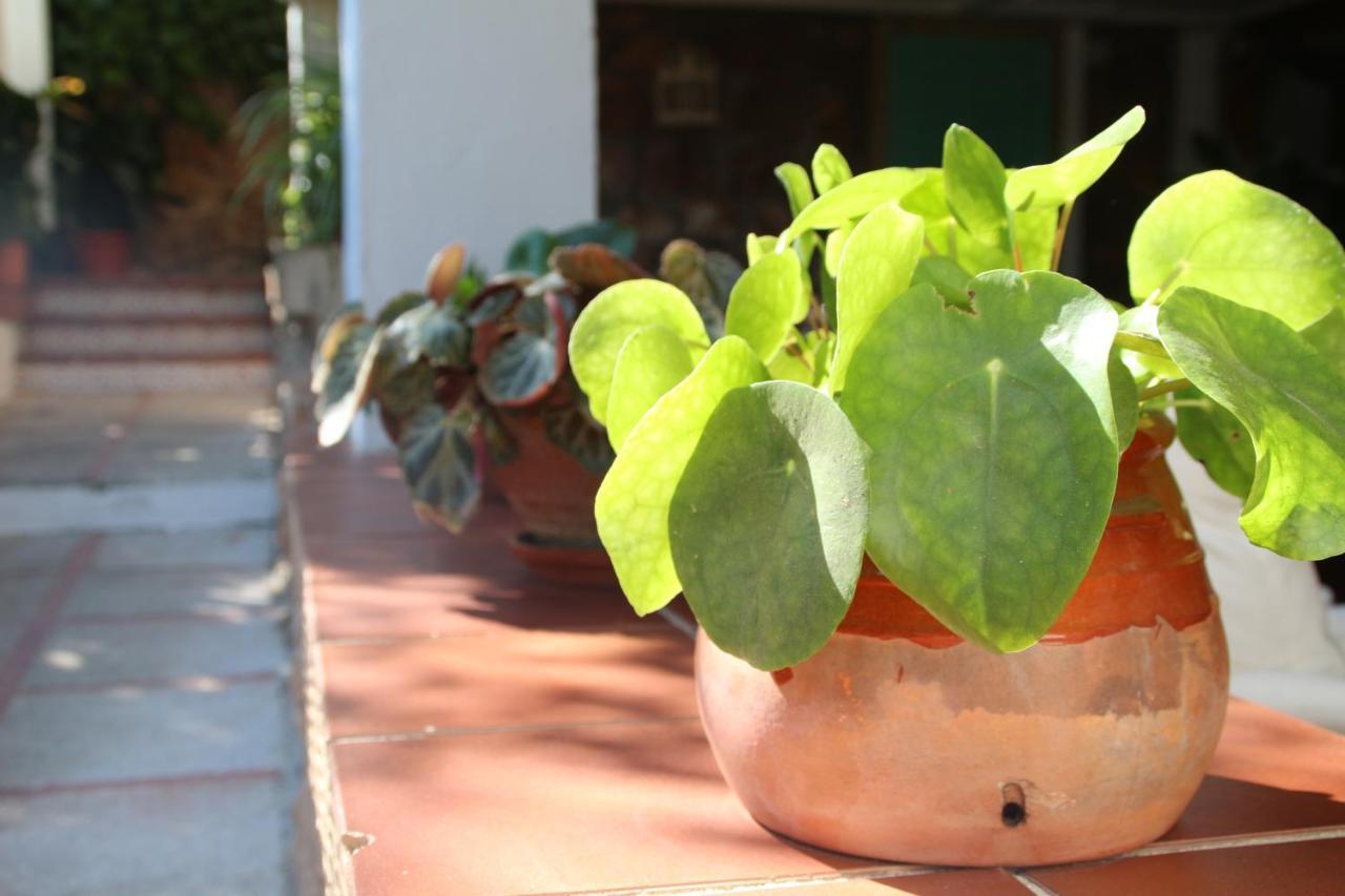 فيلا غرناطةفي El Jardin De La Abuela المظهر الخارجي الصورة